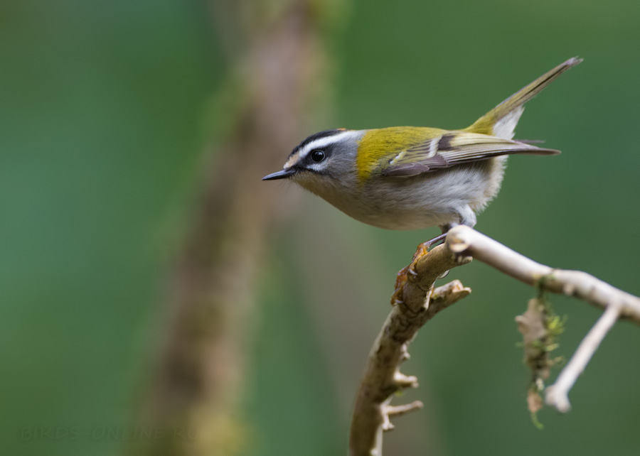 Королек красноголовый (Regulus ignicapillus)
Keywords: Королек красноголовый Regulus ignicapillus sochi2018