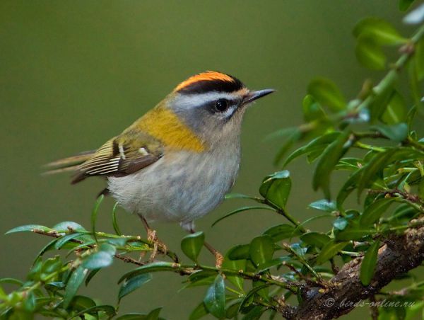 Королек красноголовый (Regulus ignicapillus caucasicus Stepanyan, 1998) 