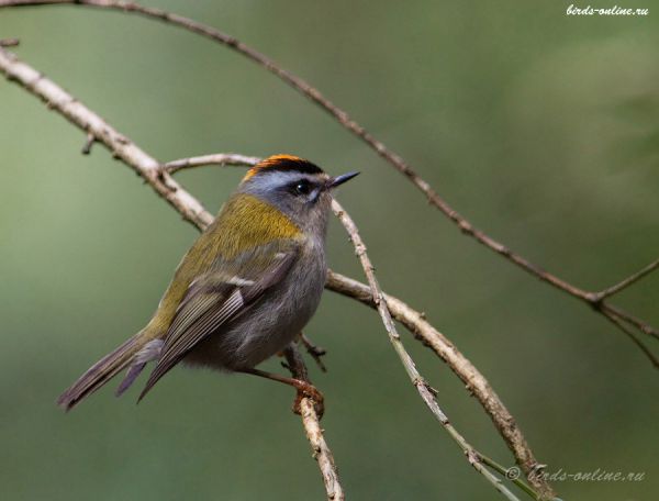 Королек красноголовый (Regulus ignicapillus caucasicus Stepanyan, 1998)