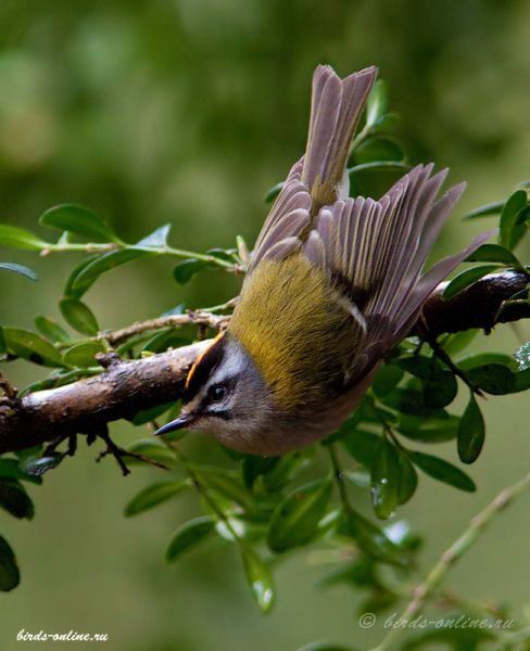 Королек красноголовый (Regulus ignicapillus caucasicus Stepanyan, 1998)