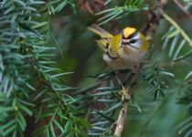 Королек красноголовый Regulus ignicapillus sochi2019
Filename=8Z2A6639.jpg
Filesize=213KB
Dimensions=900x644
Date added=Jan 08, 2019 8Z2A6639.jpg