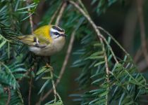Королек красноголовый Regulus ignicapillus sochi2019
Filename=8Z2A6690.jpg
Filesize=210KB
Dimensions=900x644
Date added=Jan 08, 2019 8Z2A6690.jpg