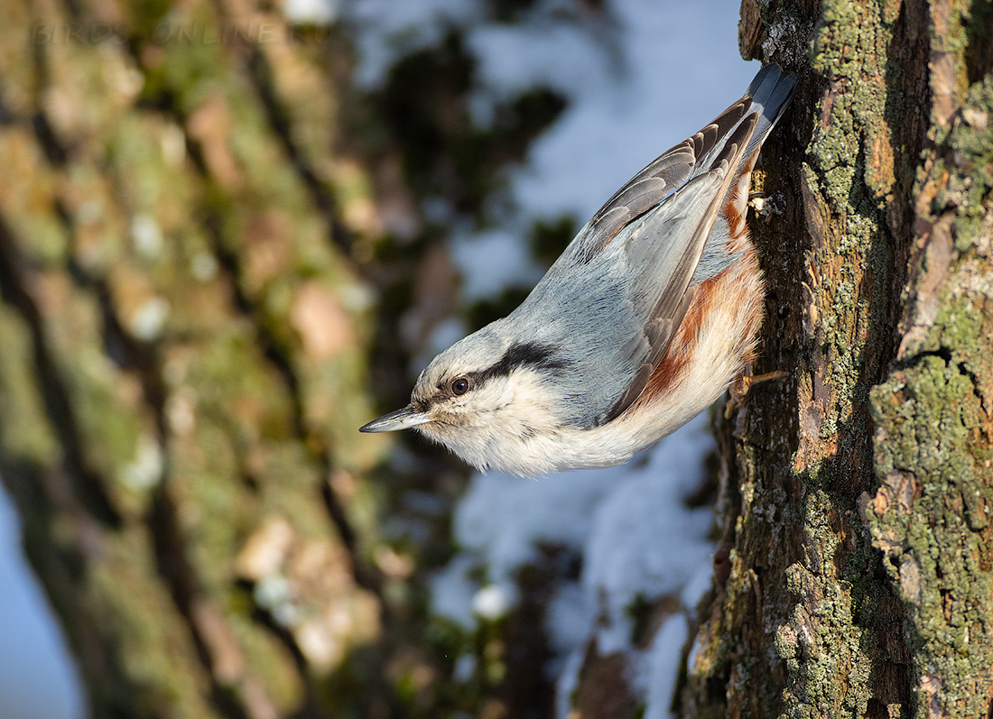 Поползень обыкновенный Sitta europaea
 
 Click to view full size image