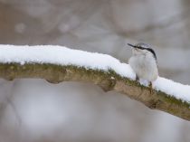 IMG_3419.jpg