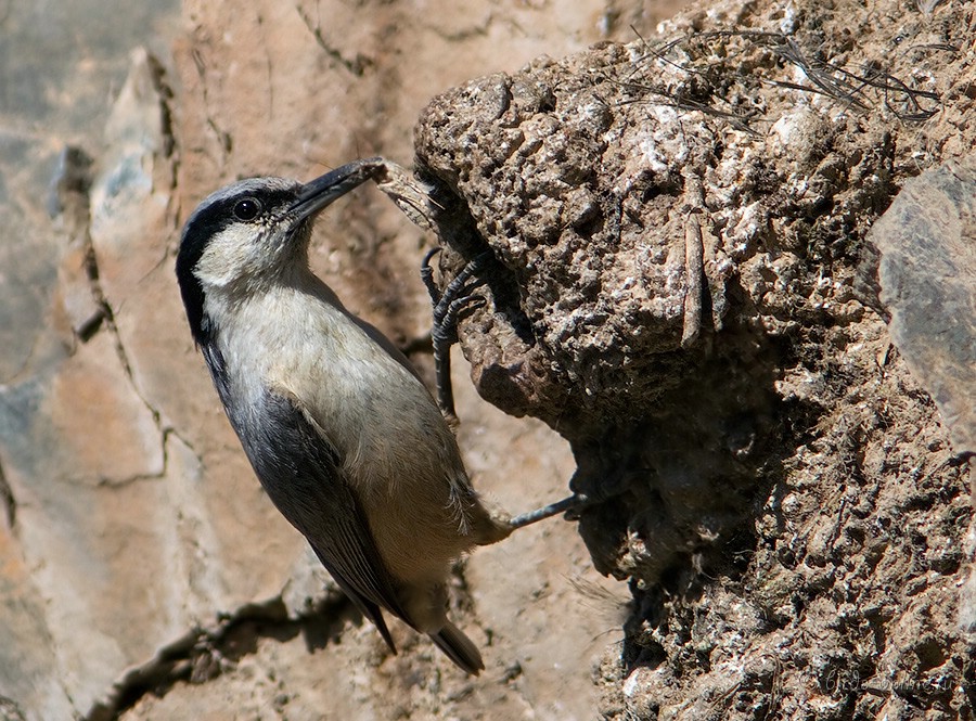 Поползень больШой скальный (Sitta tephronota)
Keywords: Поползень больШой скальный Sitta tephronota kz2010