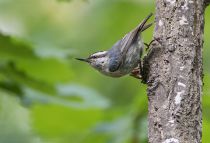 Косматый поползень Sitta villosa primorye2016
Filename=8Z2A9795.jpg
Filesize=249KB
Dimensions=900x617
Date added=Jul 17, 2016 8Z2A9795.jpg