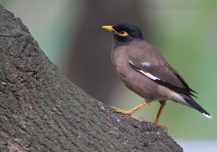 Майна (Acridotheres tristis)
Keywords: Майна Acridotheres tristis uz2019