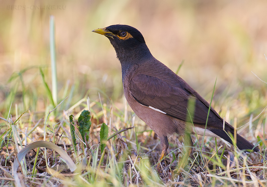 Майна (Acridotheres tristis)
Keywords: Майна Acridotheres tristis tj2014