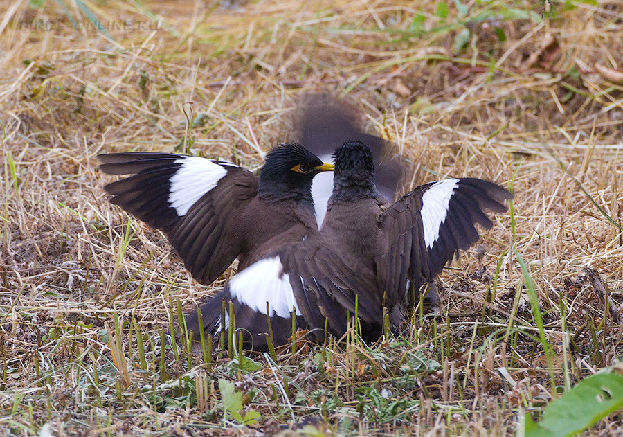 Майна (Acridotheres tristis)
Keywords: Майна Acridotheres tristis tj2014