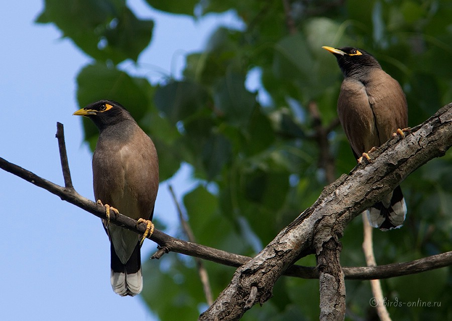 Майна (Acridotheres tristis)
Keywords: Майна Acridotheres tristis