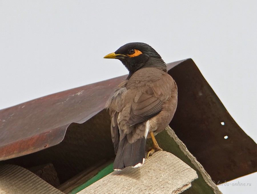 Майна (Acridotheres tristis)
Keywords: Майна Acridotheres tristis kz2010