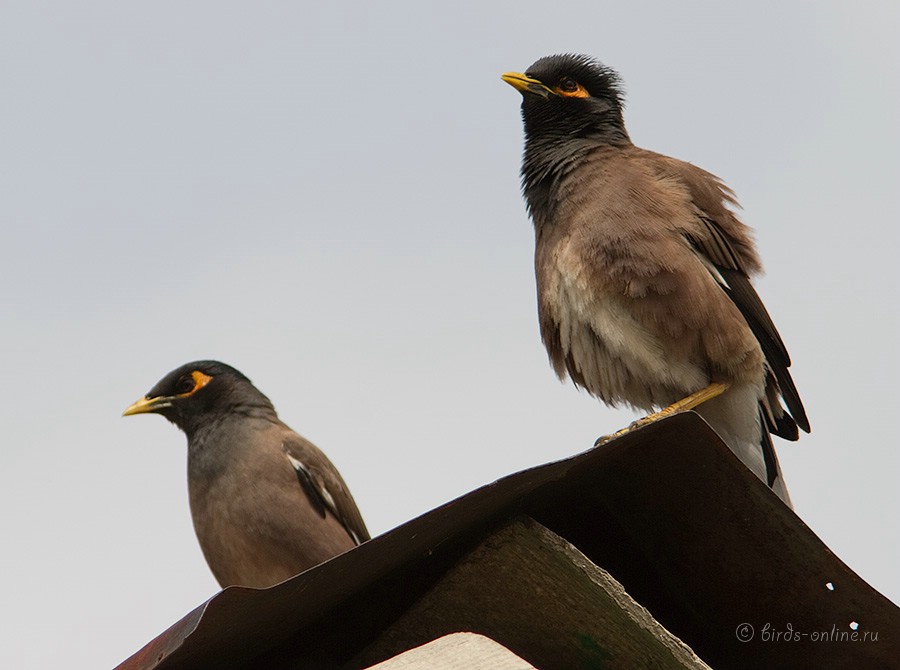 Майна (Acridotheres tristis)
Keywords: Майна Acridotheres tristis kz2010