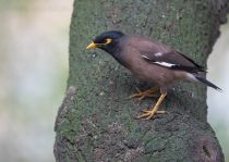 Майна Acridotheres tristis uz2019
Filename=8Z2A8121.jpg
Filesize=265KB
Dimensions=900x641
Date added=Apr 27, 2019 8Z2A8121.jpg