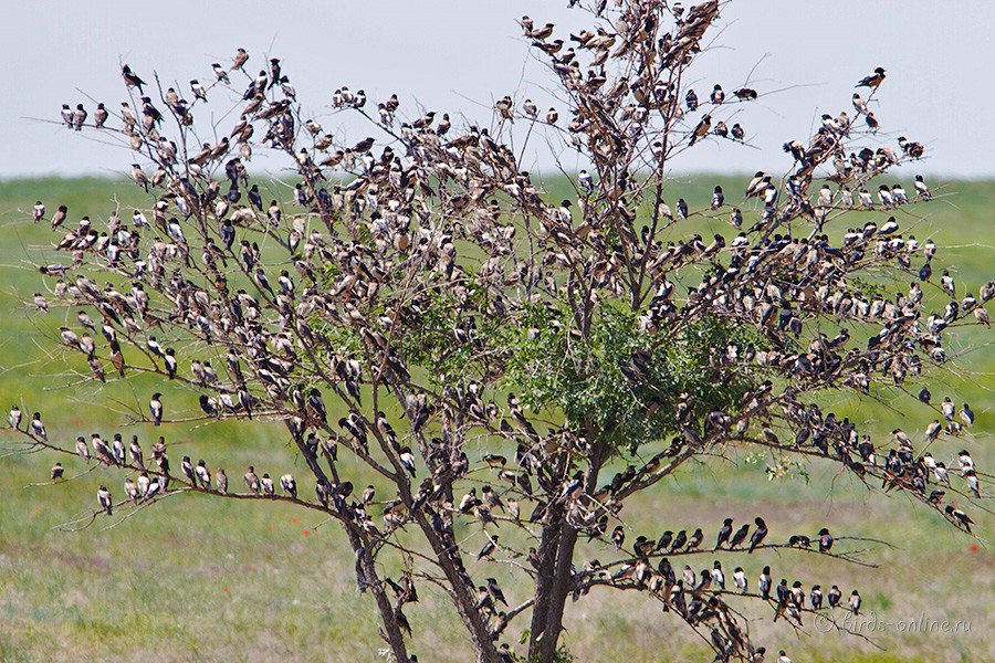 Скворец розовый (Sturnus roseus)
Keywords: Скворец розовый Sturnus roseus kz2010