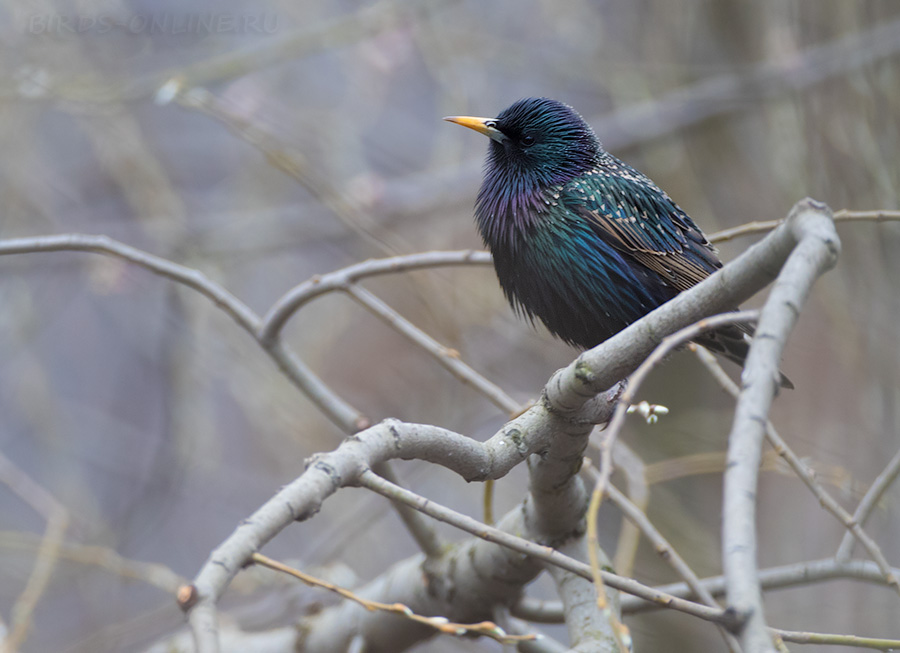 Скворец обыкновенный (Sturnus vulgaris)
Keywords: Скворец обыкновенный Sturnus vulgaris