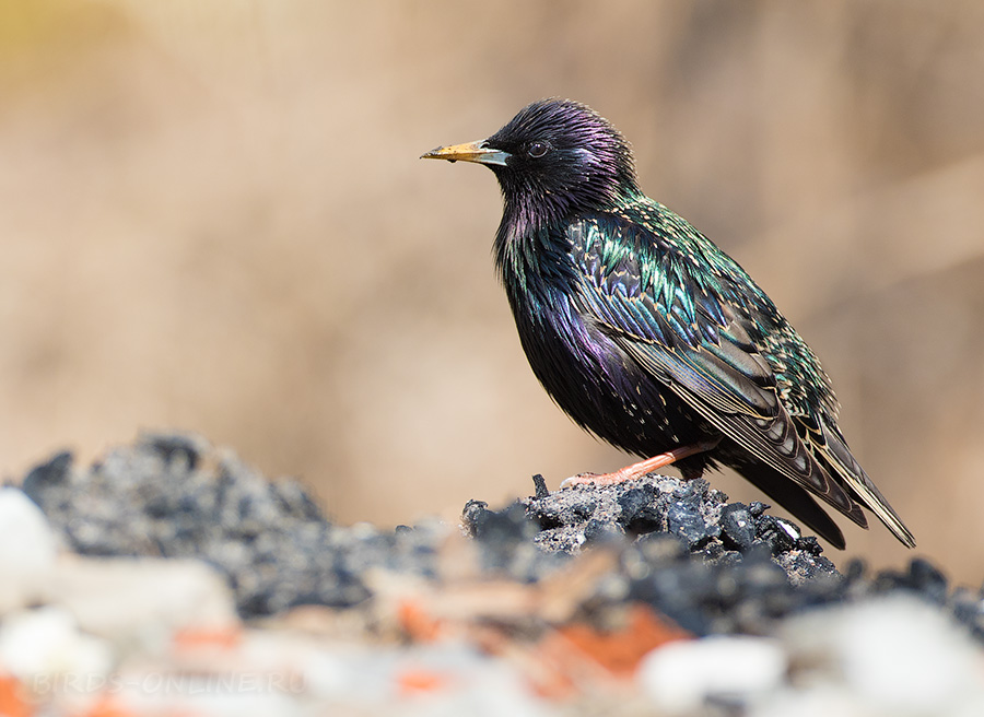 Скворец обыкновенный (Sturnus vulgaris)
Keywords: Скворец обыкновенный Sturnus vulgaris