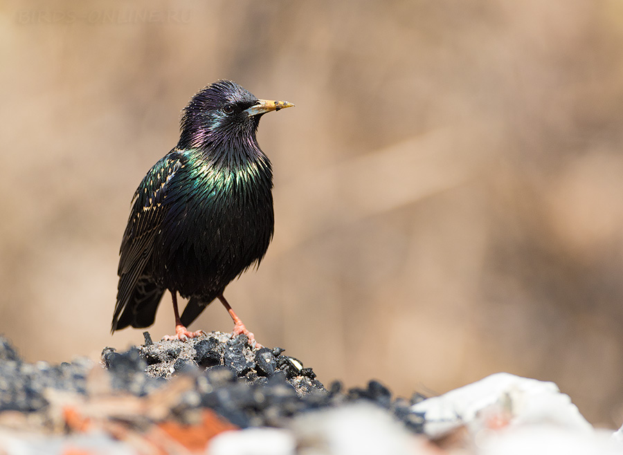 Скворец обыкновенный (Sturnus vulgaris)
Keywords: Скворец обыкновенный Sturnus vulgaris