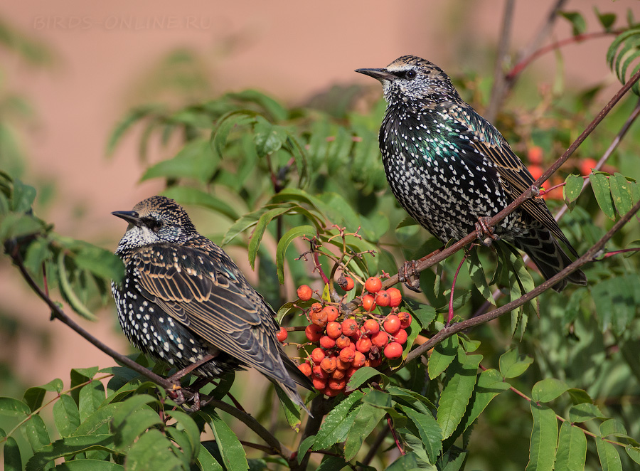 Скворец обыкновенный (Sturnus vulgaris)
Keywords: Скворец обыкновенный Sturnus vulgaris