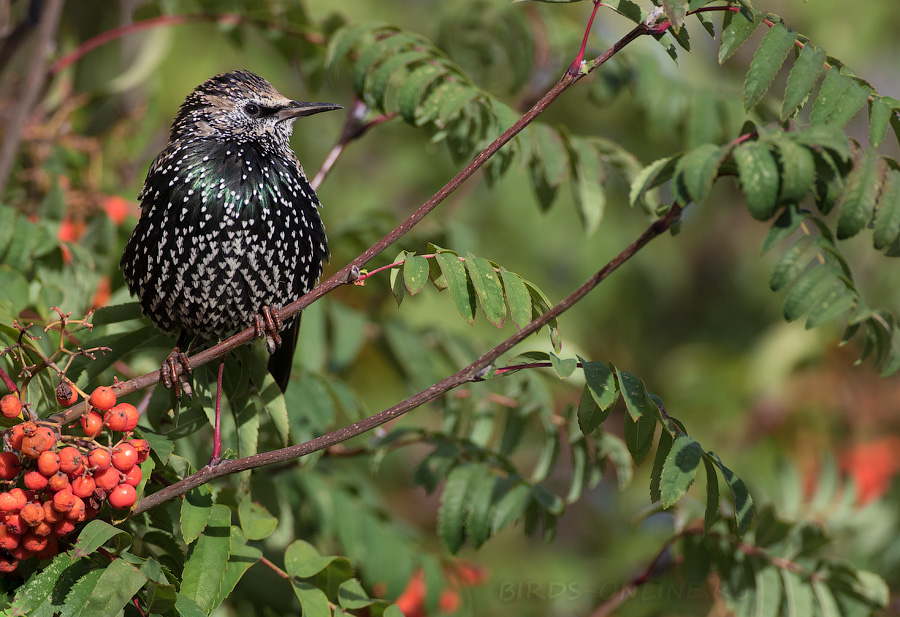 Скворец обыкновенный (Sturnus vulgaris)
Keywords: Скворец обыкновенный Sturnus vulgaris