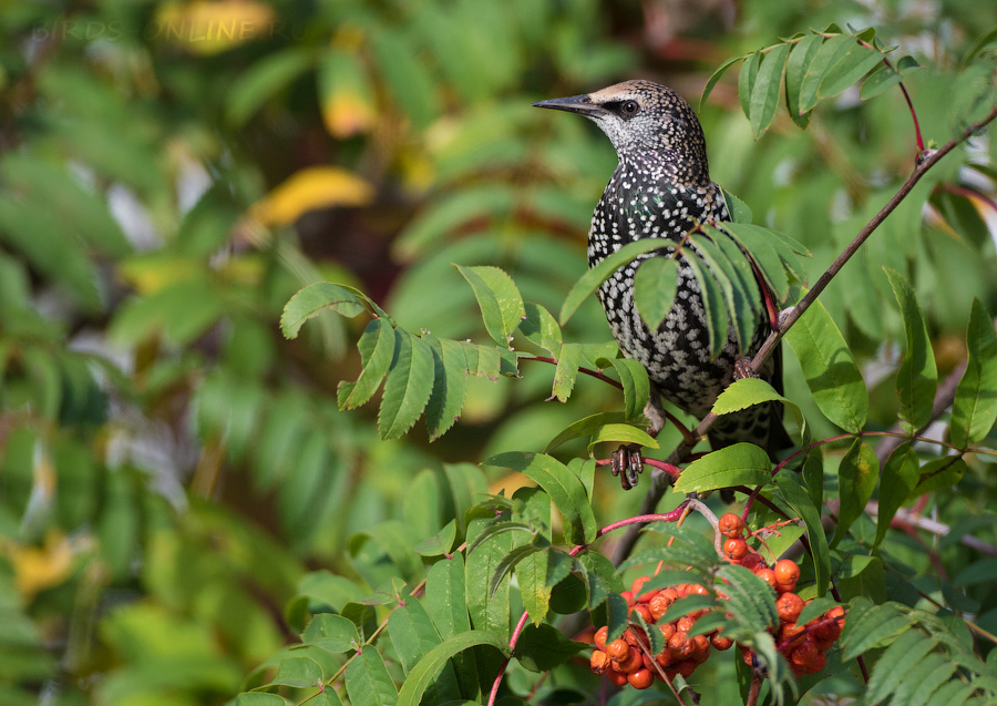 Скворец обыкновенный (Sturnus vulgaris)
Keywords: Скворец обыкновенный Sturnus vulgaris