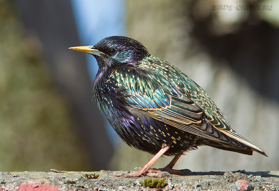 Скворец обыкновенный (Sturnus vulgaris)
Keywords: Скворец обыкновенный Sturnus vulgaris