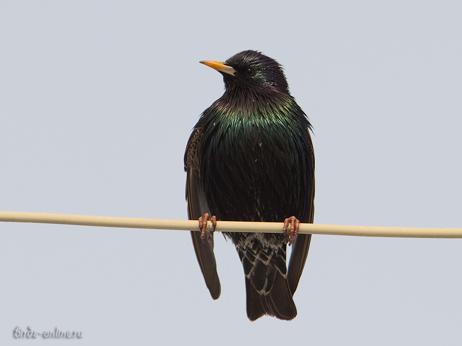 Скворец обыкновенный (Sturnus vulgaris)
Keywords: Скворец Sturnus vulgaris