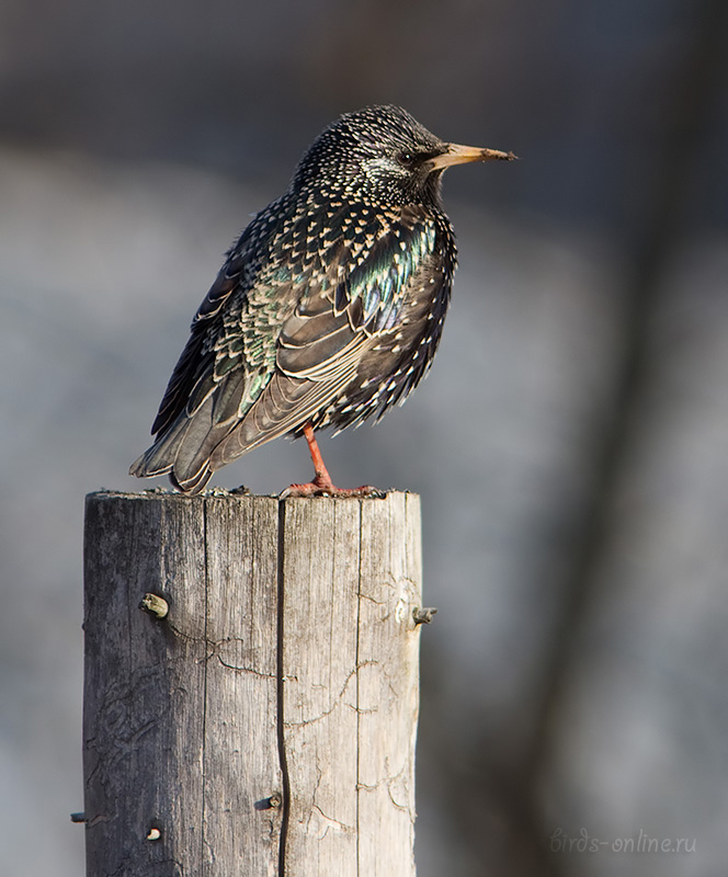 Скворец обыкновенный (Sturnus vulgaris)
Keywords: Скворец Sturnus vulgaris