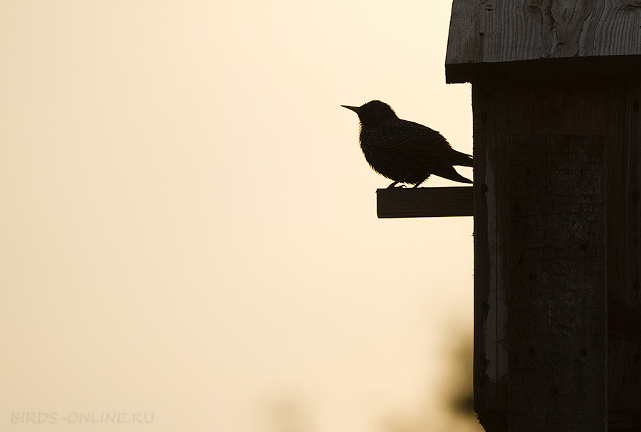 Скворец обыкновенный (Sturnus vulgaris)
Keywords: Скворец обыкновенный Sturnus vulgaris