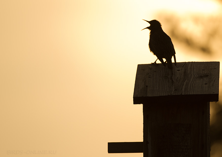 Скворец обыкновенный (Sturnus vulgaris)
Keywords: Скворец обыкновенный Sturnus vulgaris best