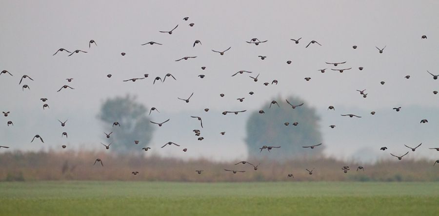 Скворец обыкновенный (Sturnus vulgaris)
Keywords: Скворец обыкновенный Sturnus vulgaris