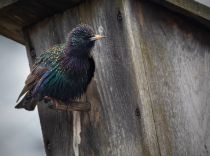 Скворец обыкновенный Sturnus vulgaris
Filename=8Z2A7822_.jpg
Filesize=497KB
Dimensions=1500x1119
Date added=Apr 10, 2022 8Z2A7822_.jpg