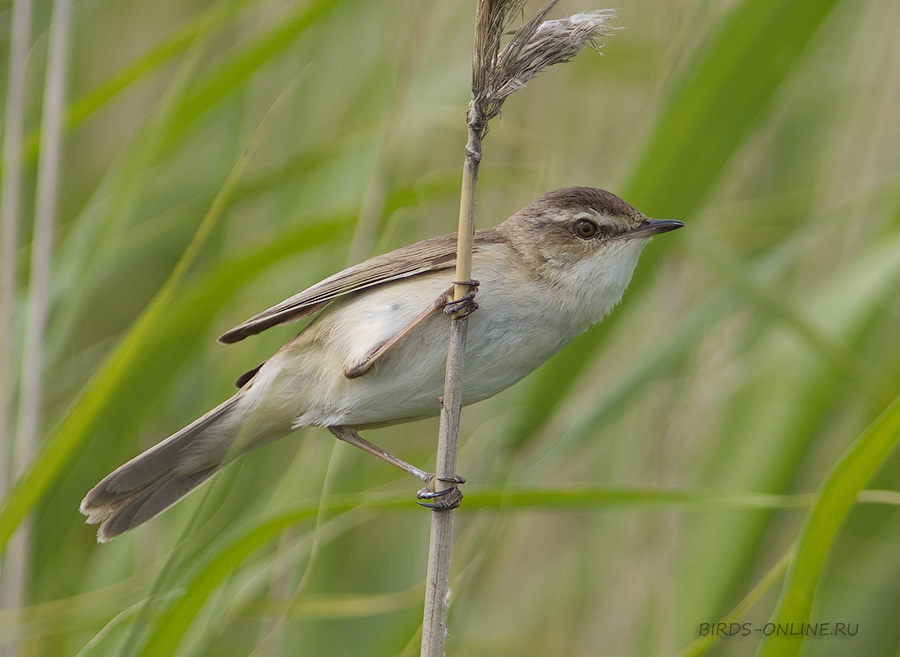 КамыШевка индийская (Acrocephalus agricola)
Keywords: КамыШевка индийская Acrocephalus agricola manych10