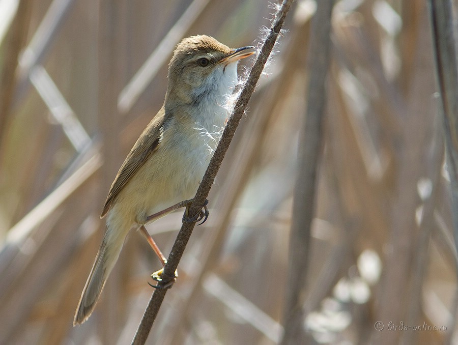 КамыШевка индийская (Acrocephalus agricola)
Acrocephalus agricola brevipennis Severtzov, 1873
Keywords: КамыШевка индийская Acrocephalus agricola kz2010