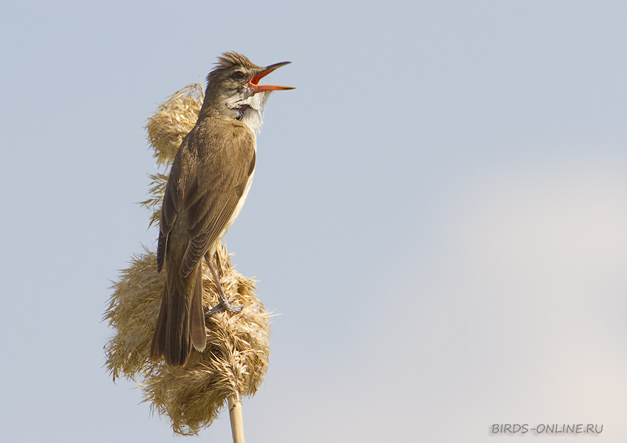 КамыШевка дроздовидная (Acrocephalus arundinaceus)
Keywords: КамыШевка дроздовидная Acrocephalus arundinaceus manych10