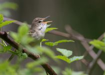 КамыШевка садовая Acrocephalus dumetorum
Filename=8Z2A8984.jpg
Filesize=155KB
Dimensions=900x651
Date added=May 22, 2016 8Z2A8984.jpg