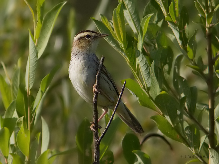 КамыШевка вертлявая (Acrocephalus paludicola)
Keywords: КамыШевка вертлявая Acrocephalus paludicola by2010