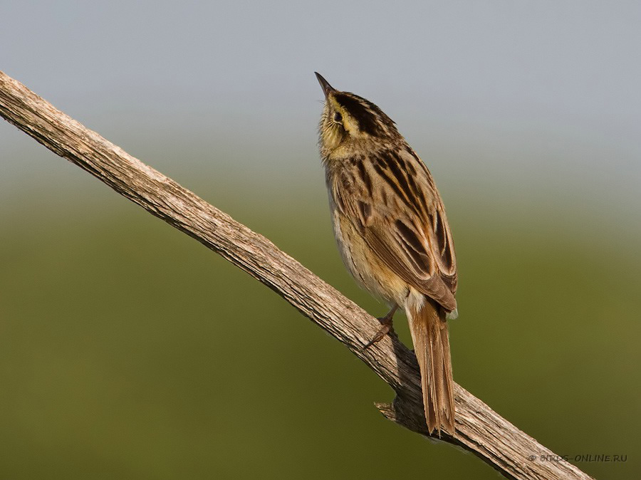 КамыШевка вертлявая (Acrocephalus paludicola)
Keywords: КамыШевка вертлявая Acrocephalus paludicola by2010