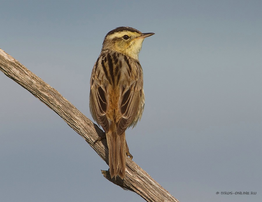 КамыШевка вертлявая (Acrocephalus paludicola)
Keywords: КамыШевка вертлявая Acrocephalus paludicola by2010