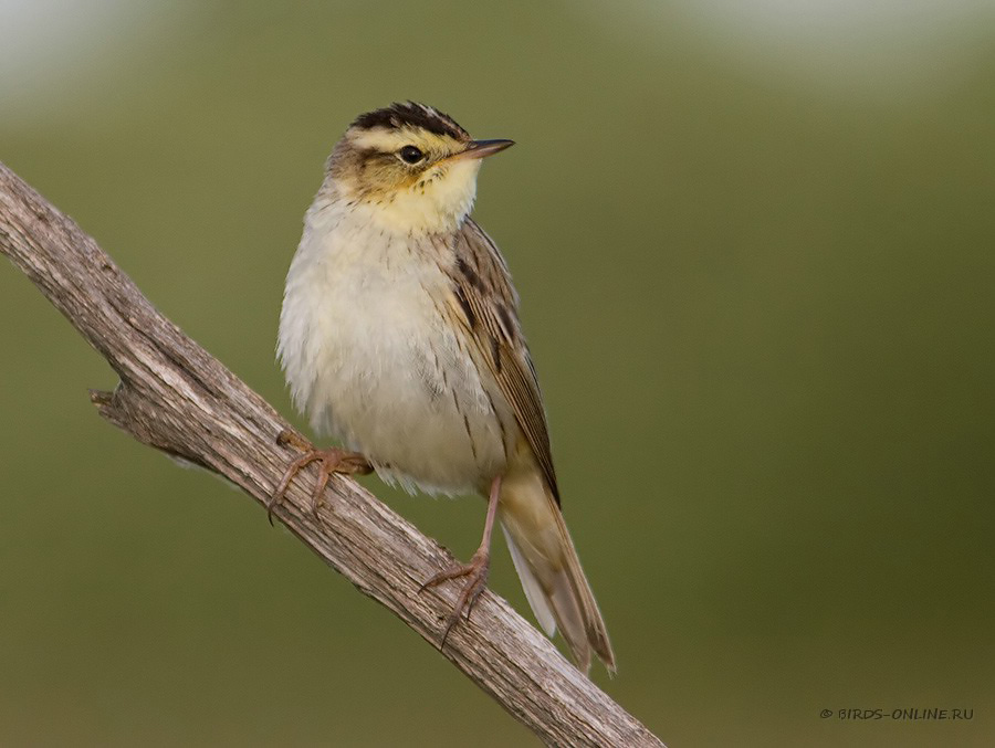 КамыШевка вертлявая (Acrocephalus paludicola)
Keywords: КамыШевка вертлявая Acrocephalus paludicola by2010