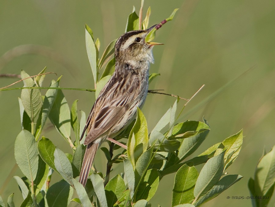 КамыШевка вертлявая (Acrocephalus paludicola)
Keywords: КамыШевка вертлявая Acrocephalus paludicola by2010