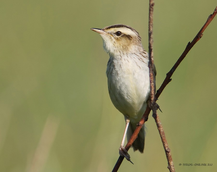 КамыШевка вертлявая (Acrocephalus paludicola)
Keywords: КамыШевка вертлявая Acrocephalus paludicola by2010