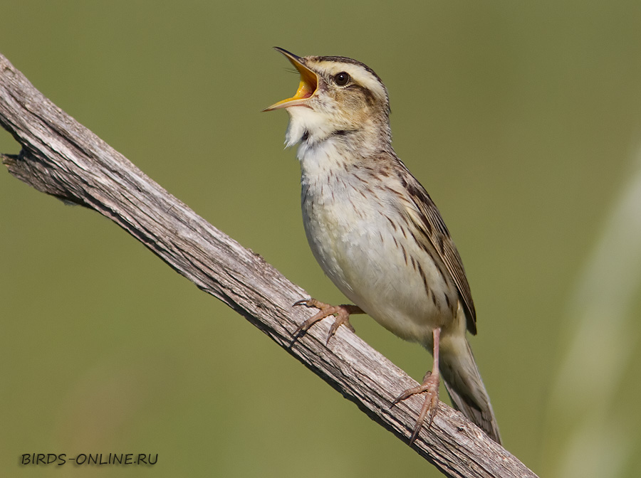 КамыШевка вертлявая (Acrocephalus paludicola)
Keywords: КамыШевка вертлявая Acrocephalus paludicola by2010 best