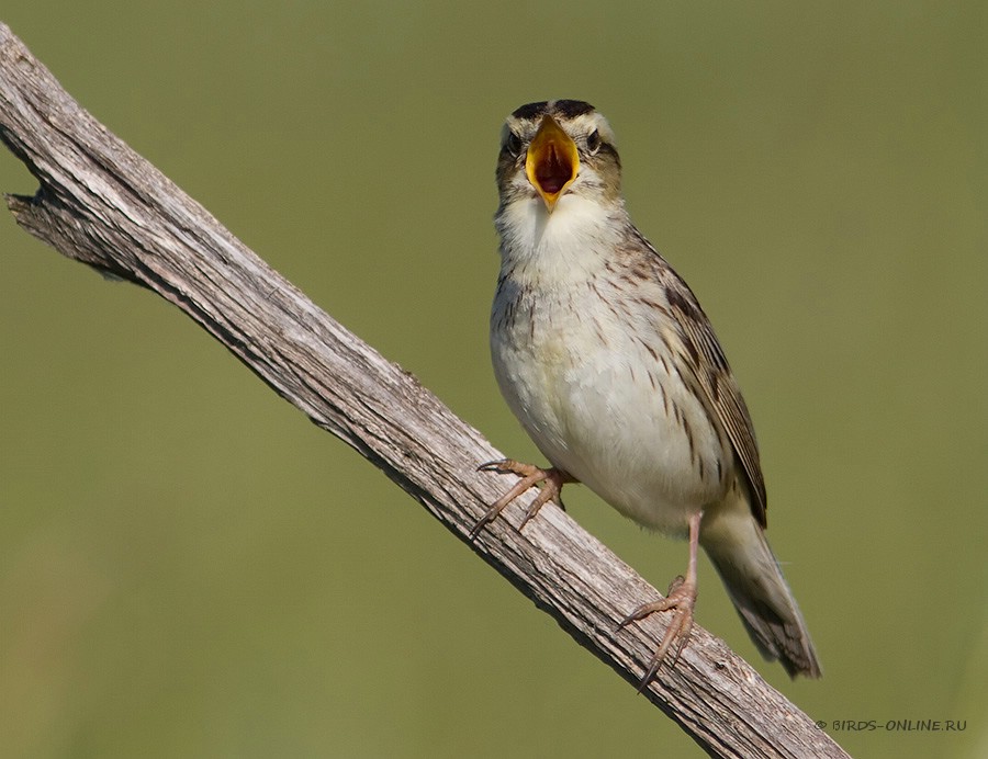 КамыШевка вертлявая (Acrocephalus paludicola)
Keywords: КамыШевка вертлявая Acrocephalus paludicola by2010