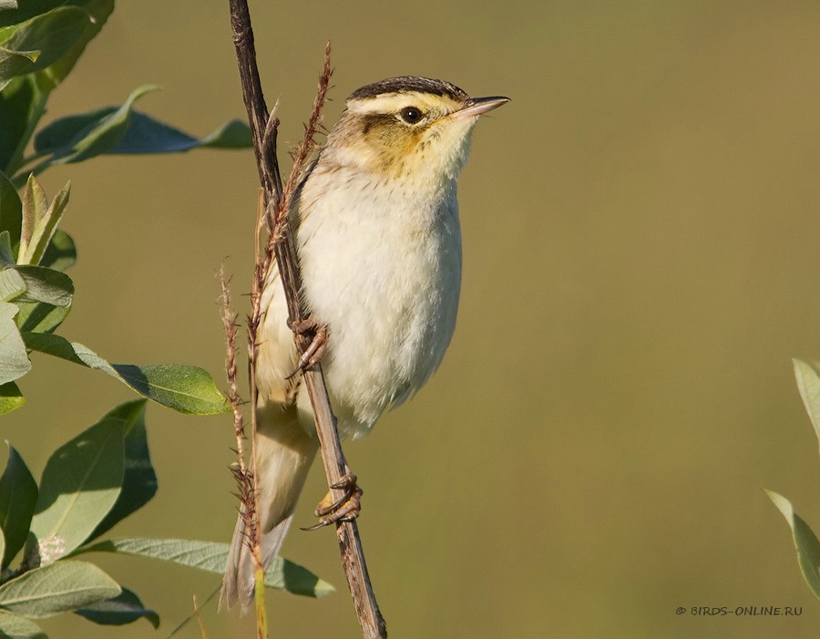 КамыШевка вертлявая (Acrocephalus paludicola)
Keywords: КамыШевка вертлявая Acrocephalus paludicola by2010