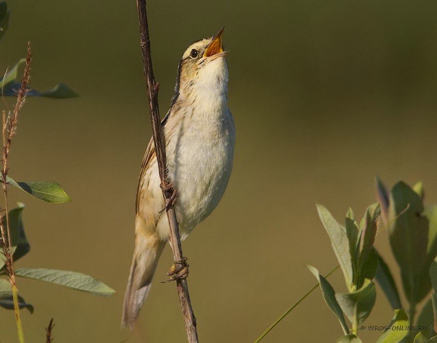 КамыШевка вертлявая (Acrocephalus paludicola)
Keywords: КамыШевка вертлявая Acrocephalus paludicola by2010