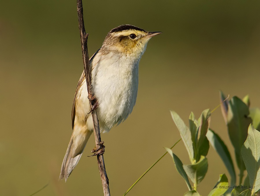 КамыШевка вертлявая (Acrocephalus paludicola)
Keywords: КамыШевка вертлявая Acrocephalus paludicola by2010