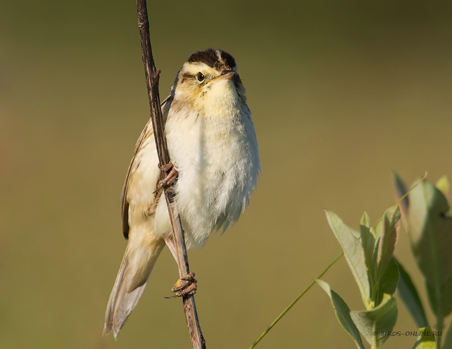 КамыШевка вертлявая (Acrocephalus paludicola)
Keywords: КамыШевка вертлявая Acrocephalus paludicola by2010