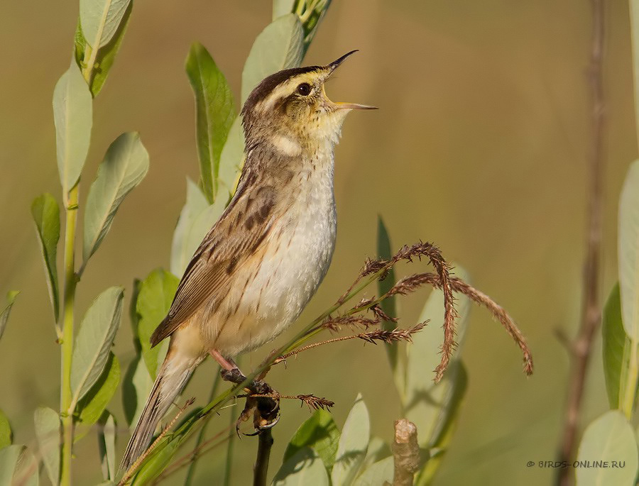 КамыШевка вертлявая (Acrocephalus paludicola)
Keywords: КамыШевка вертлявая Acrocephalus paludicola by2010