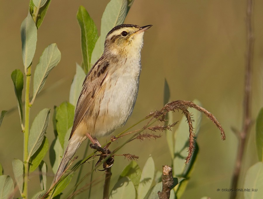 Камышевка вертлявая (Acrocephalus paludicola)