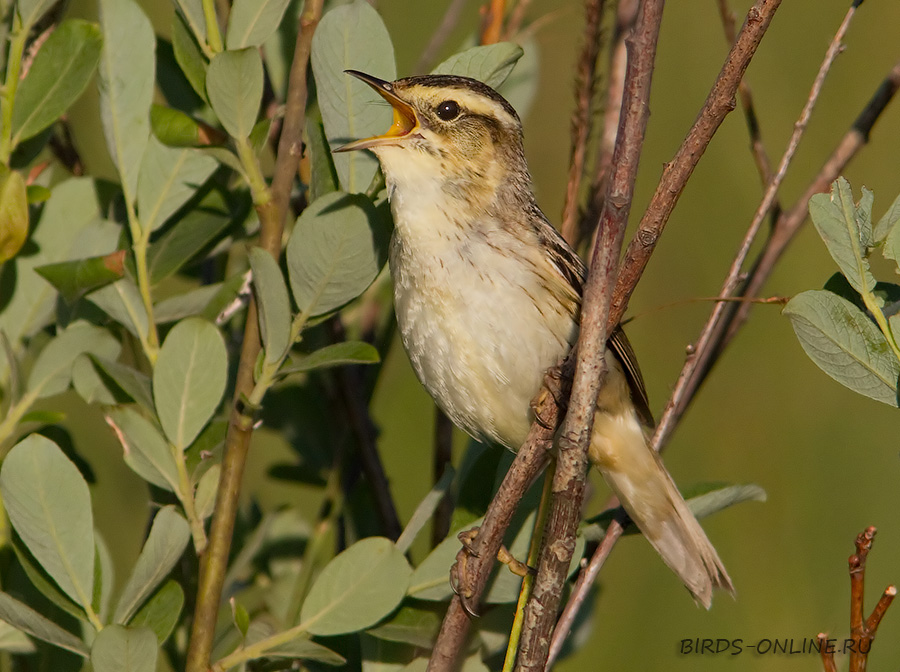 КамыШевка вертлявая (Acrocephalus paludicola)
Keywords: КамыШевка вертлявая Acrocephalus paludicola by2010